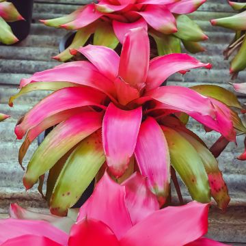 Neoregelia Medusa - Neoregelia - Bromelia