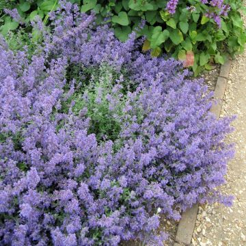 Nepeta faassenii Kit Cat