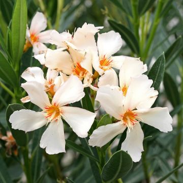 Nerium oleander Angiolo Pucci - Oleandro