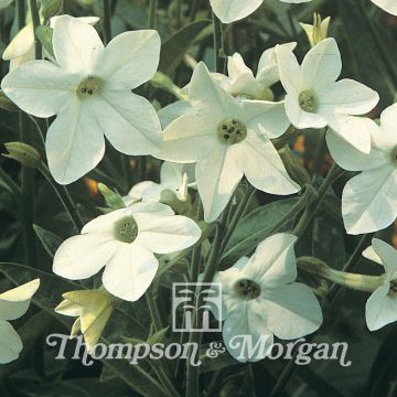 Nicotiana sanderae Fragrant Cloud