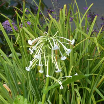 Nicotiana sylvestris - Tabacco silvestre