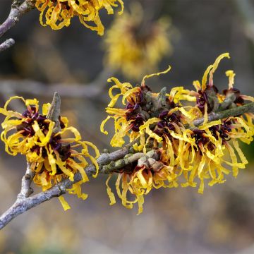 Hamamelis intermedia Aurora - Amamelide