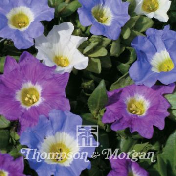 Nolana paradoxa Sun Belle Mixed