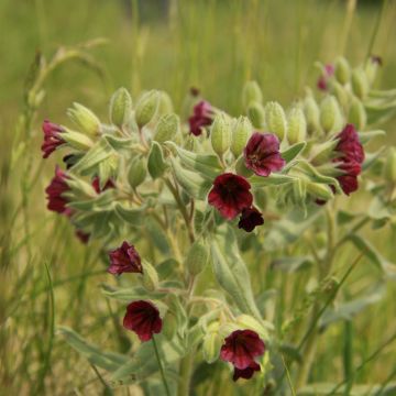 Nonea pulla - Nonnea perenne