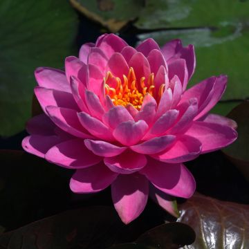 Nymphaea Fire Opal