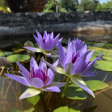 Nymphaea colorata - Ninfea tropicale diurna