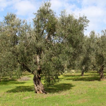 Olivo Frantoio - Olea europaea