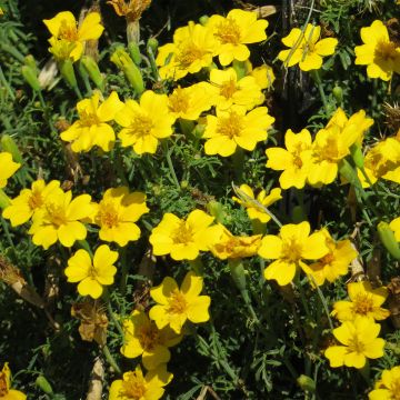 Tagetes tenuifolia Lemon Gem - Tagete