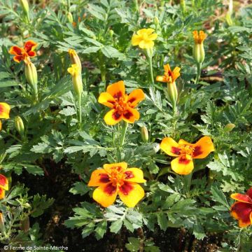 Tagetes patula - Tagete