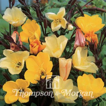 Oenothera odorata Apricot Delight