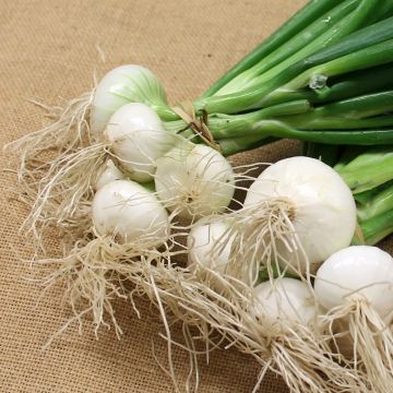 Cipolla bianca Blanc Premier