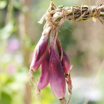 Cipolla rossa Rouge long de Florence Bio - Ferme de Sainte Marthe