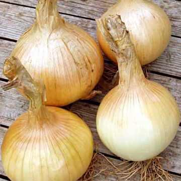 Cipolla gialla Globo