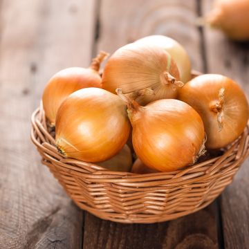 Cipolla gialla Ramata di Milano