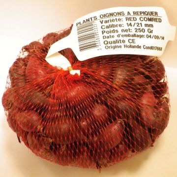 Cipolla rossa Noordhollandse Bloedrode