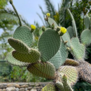 Opuntia leucotricha - Fico d' India