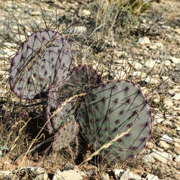Opuntia macrocentra (spine nere) - Cactus