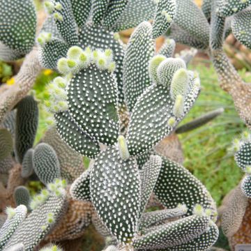 Opuntia microdasys var. albispina - Fico d'India
