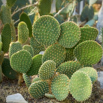 Opuntia microdasys var. pallida - Fico d'India