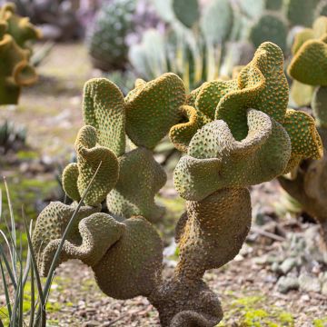 Opuntia microdasys Undulata - Fico d'India