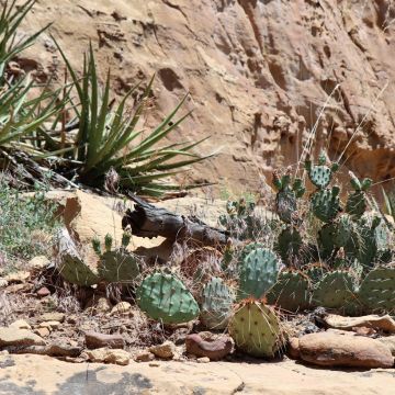 Opuntia polyacantha  - Fico d' India