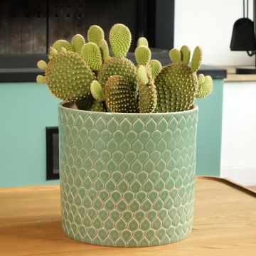 Opuntia microdasys var. pallida - Fico d'India