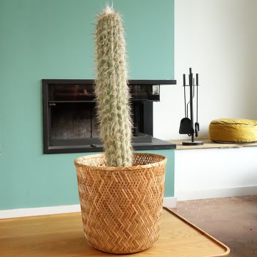 Cactus - Oreocereus leucotrichus 