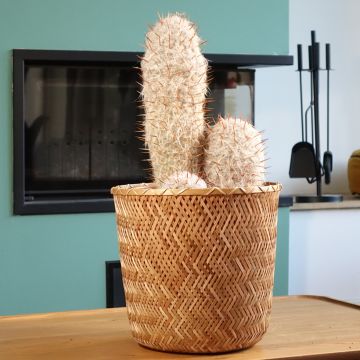 Cactus - Oreocereus trollii