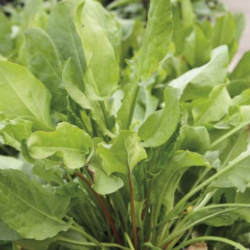 Acetosa Large de Belleville