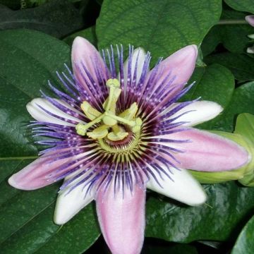 Passiflora Perfume Passion