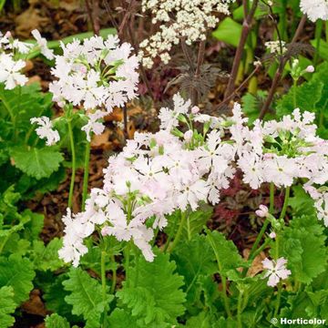 Primula sieboldii Pago-Pago