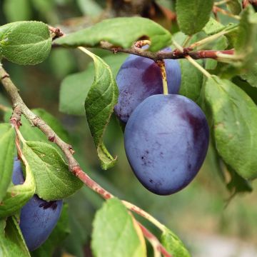 Prugna Royale de Tours