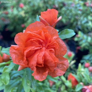 Melograno Nana Racemosa - Punica granatum