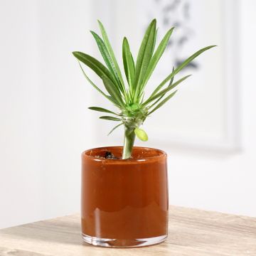 Palma del Madagascar - Pachypodium lamerei