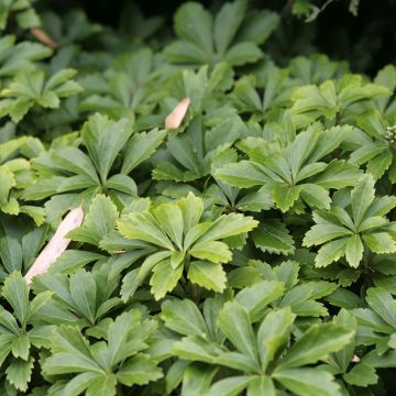 Pachysandra terminalis - Pachisandra