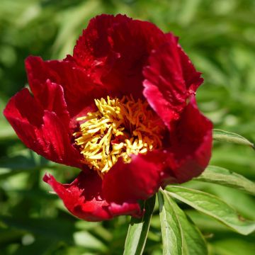 Peonia erbacea Early Scout