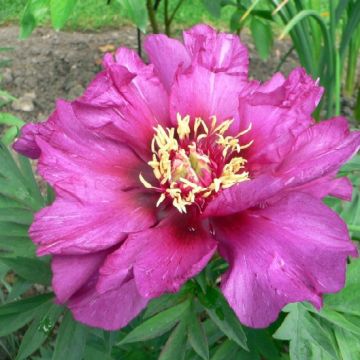 Peonia Itoh Morning Lilac
