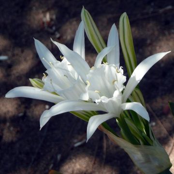 Pancratium maritimum - Giglio marino comune