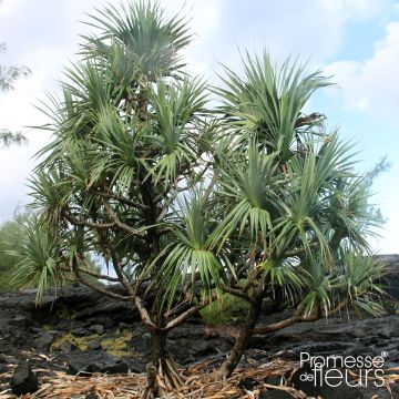 Pandanus utilis - Pandano