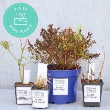 Cestini a rifiuti zero