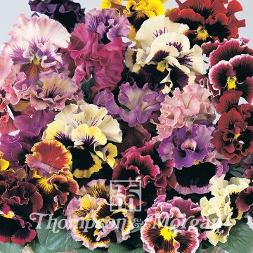 Viola Can-Can Mixed - Viola del pensiero