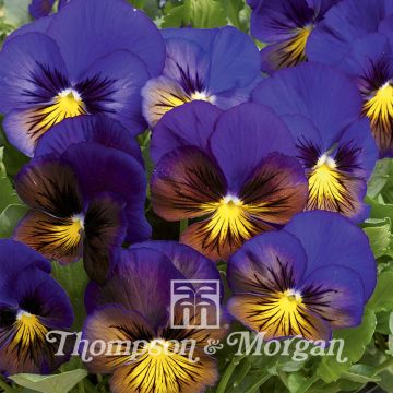 Viola Karma Blue Butterfly