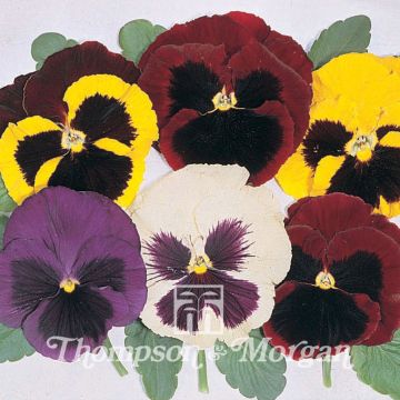 Viola Majestic Giant Mixed