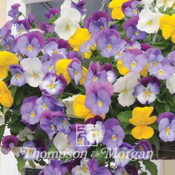 Viola Plentifall Mixed Hybride F1