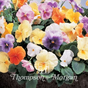 Viola Water colours Mixed