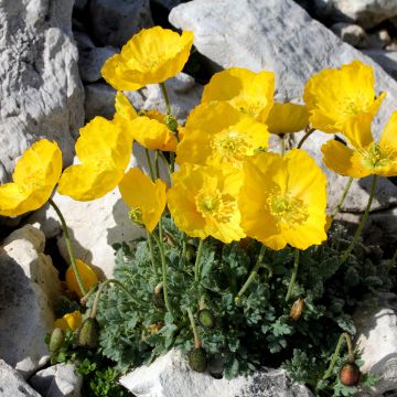 Papaver alpinum