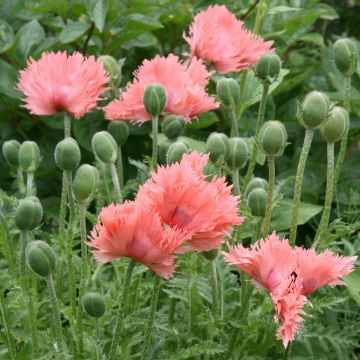 Papaver orientale Pink Ruffles