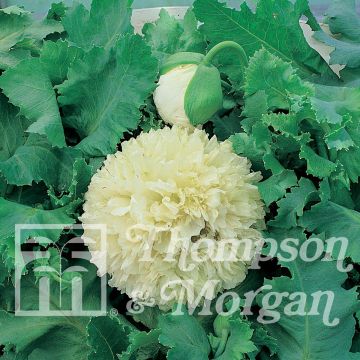 Papavero da oppio Applegreen