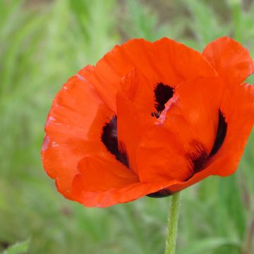 Semina di Papavero orientale - Papaver orientale