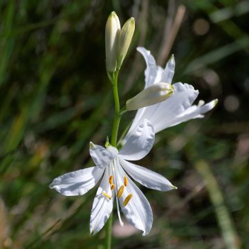 Paradisea liliastrum - Paradisia